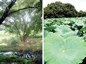 理窓会記念自然公園の湿地と見事な蓮の池（右）