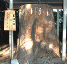 樹齢600余年の巨松の切株