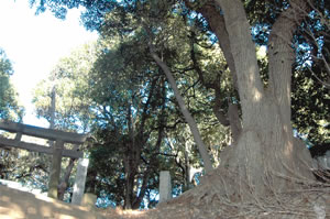 伝説の椎の木(右)が残る熊野神社