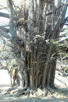 「千本公孫樹」の根元の写真