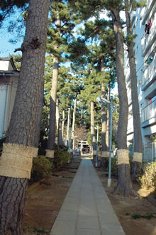 諏訪神社の黒松並木の写真