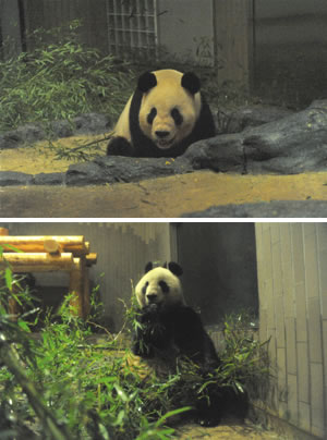 上野動物園に来園し、元気な姿を見せるジャイアントパンダの写真
