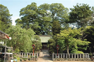 香取神社社殿の真後ろに見えるのがご神木の写真