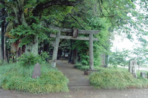 緑の小島のような木間ヶ瀬の駒形神社の写真