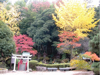 紅葉が美しい福満寺の境内の写真
