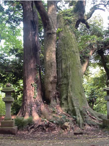 吉高の宗像神社参道の大木の写真
